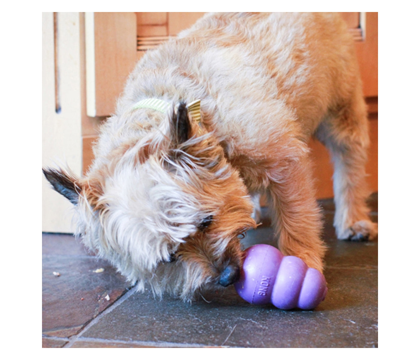 KONG Senior - Dog Toy (Large) - Buy Online SPR Centre UK