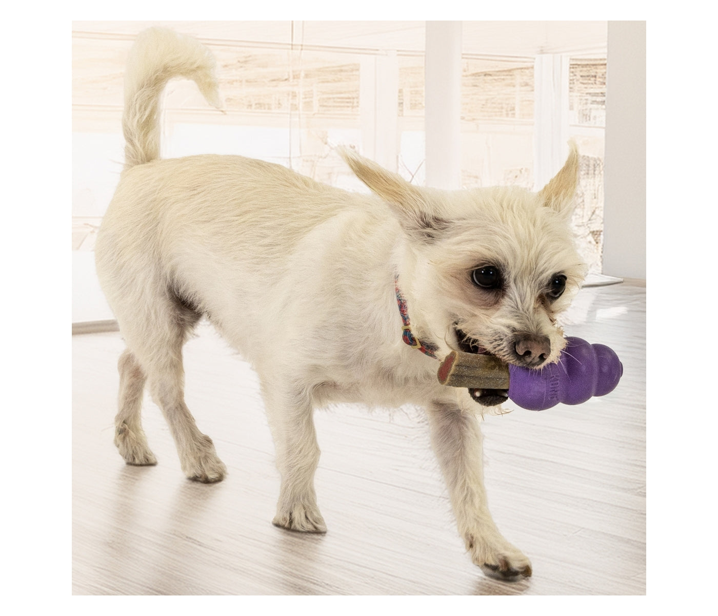 KONG Senior - Dog Toy (Medium) - Buy Online SPR Centre UK