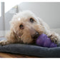 KONG Senior - Dog Toy (Medium) - Buy Online SPR Centre UK