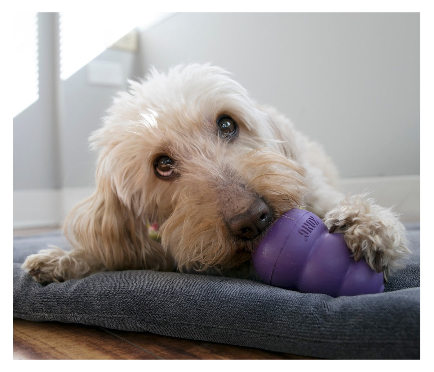KONG Senior - Dog Toy (Medium) - Buy Online SPR Centre UK