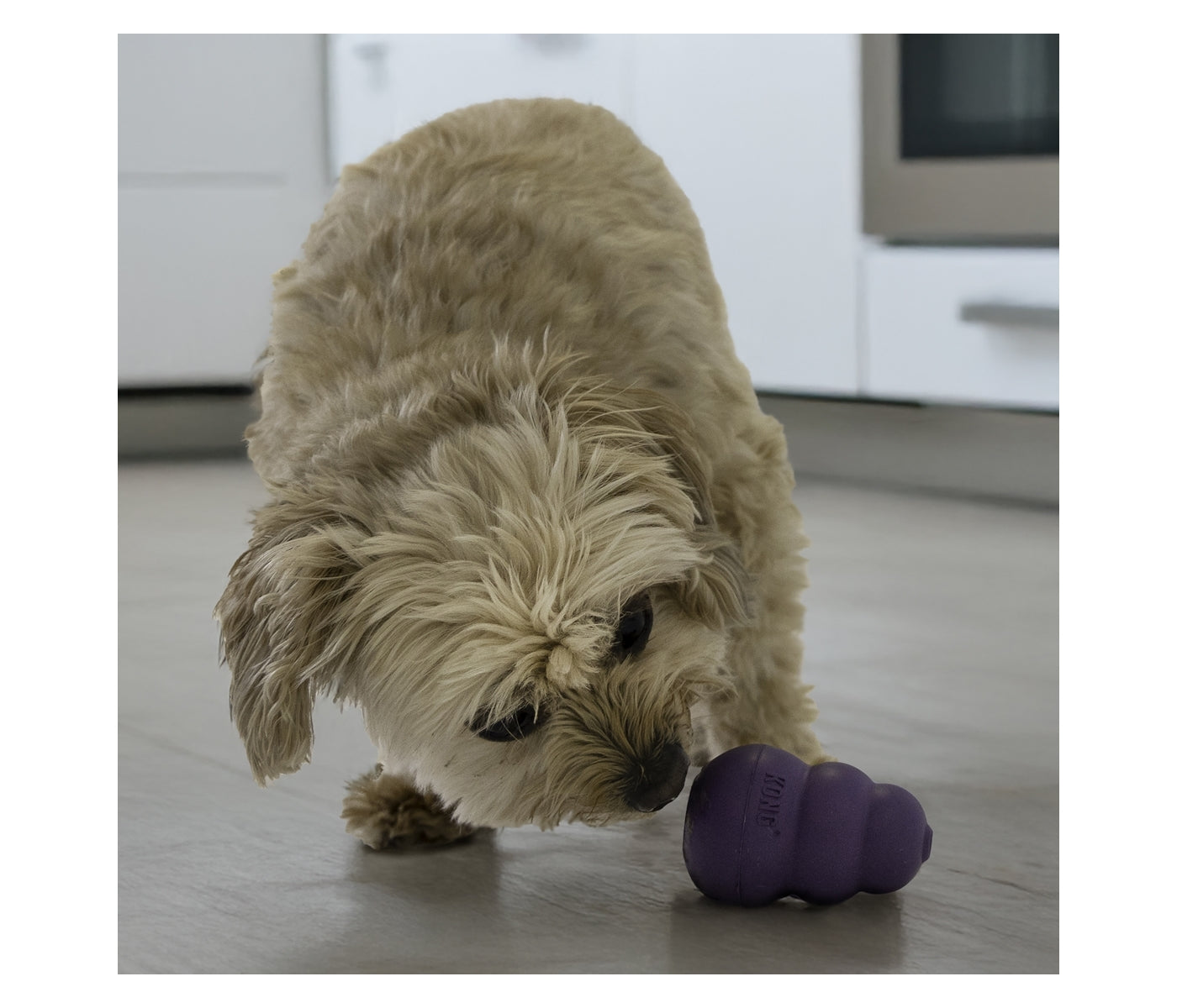 KONG Senior - Dog Toy (Small) - Buy Online SPR Centre UK