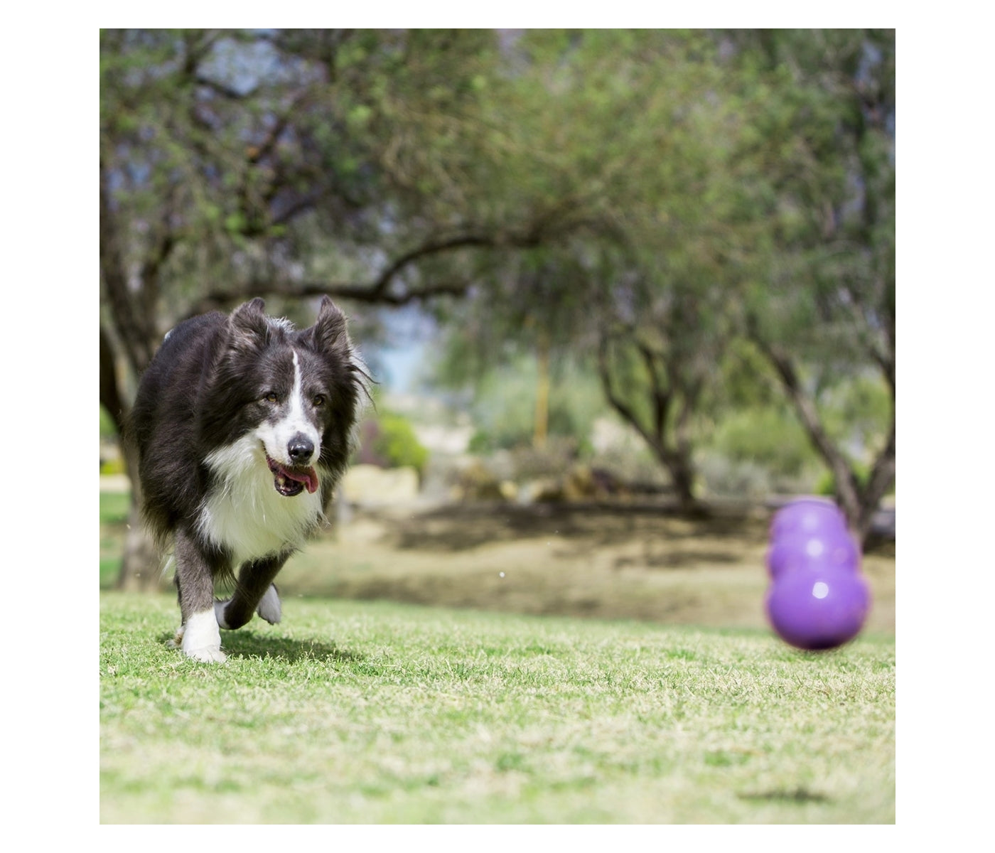 KONG Senior - Dog Toy (Large) - Buy Online SPR Centre UK