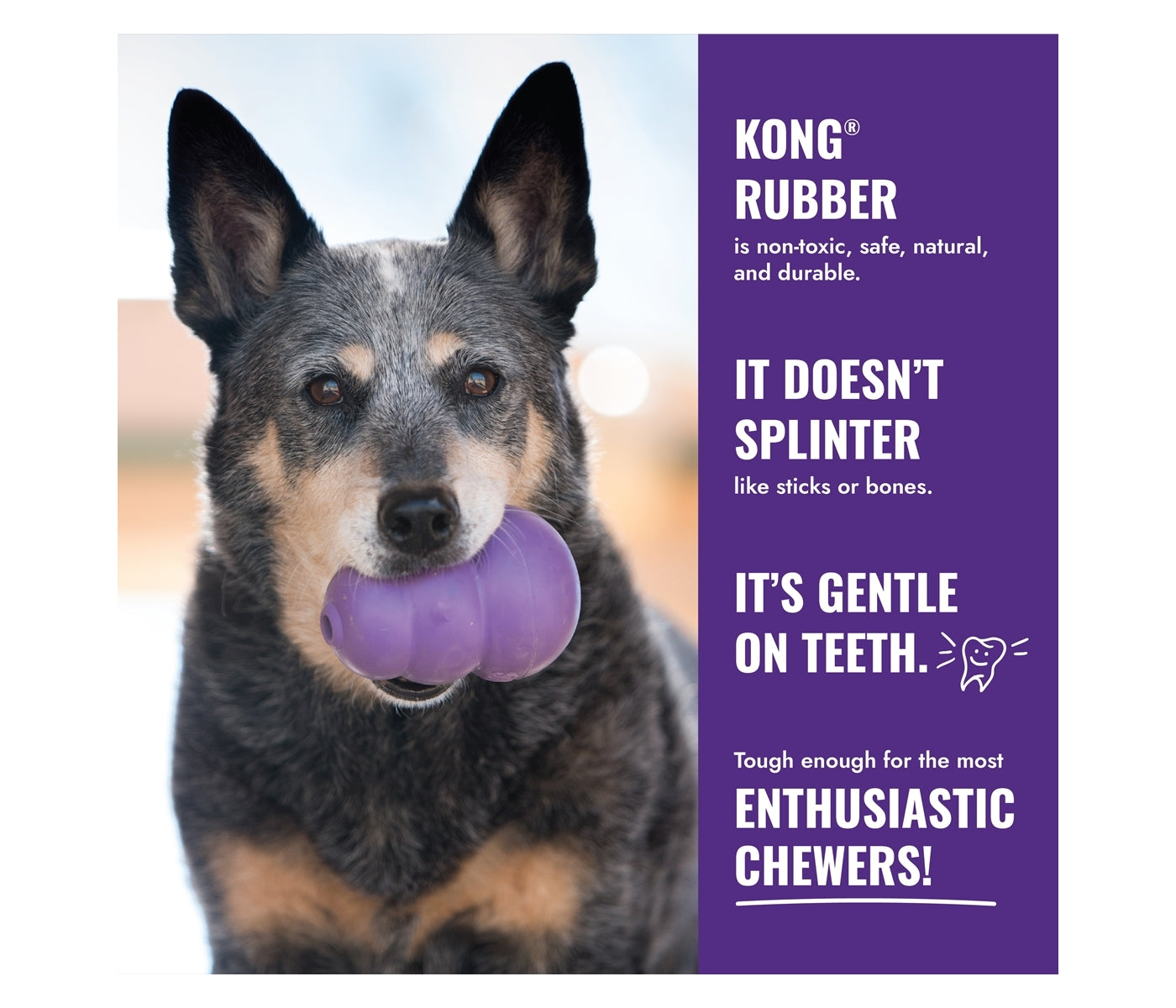 KONG Senior - Dog Toy (Small) - Buy Online SPR Centre UK