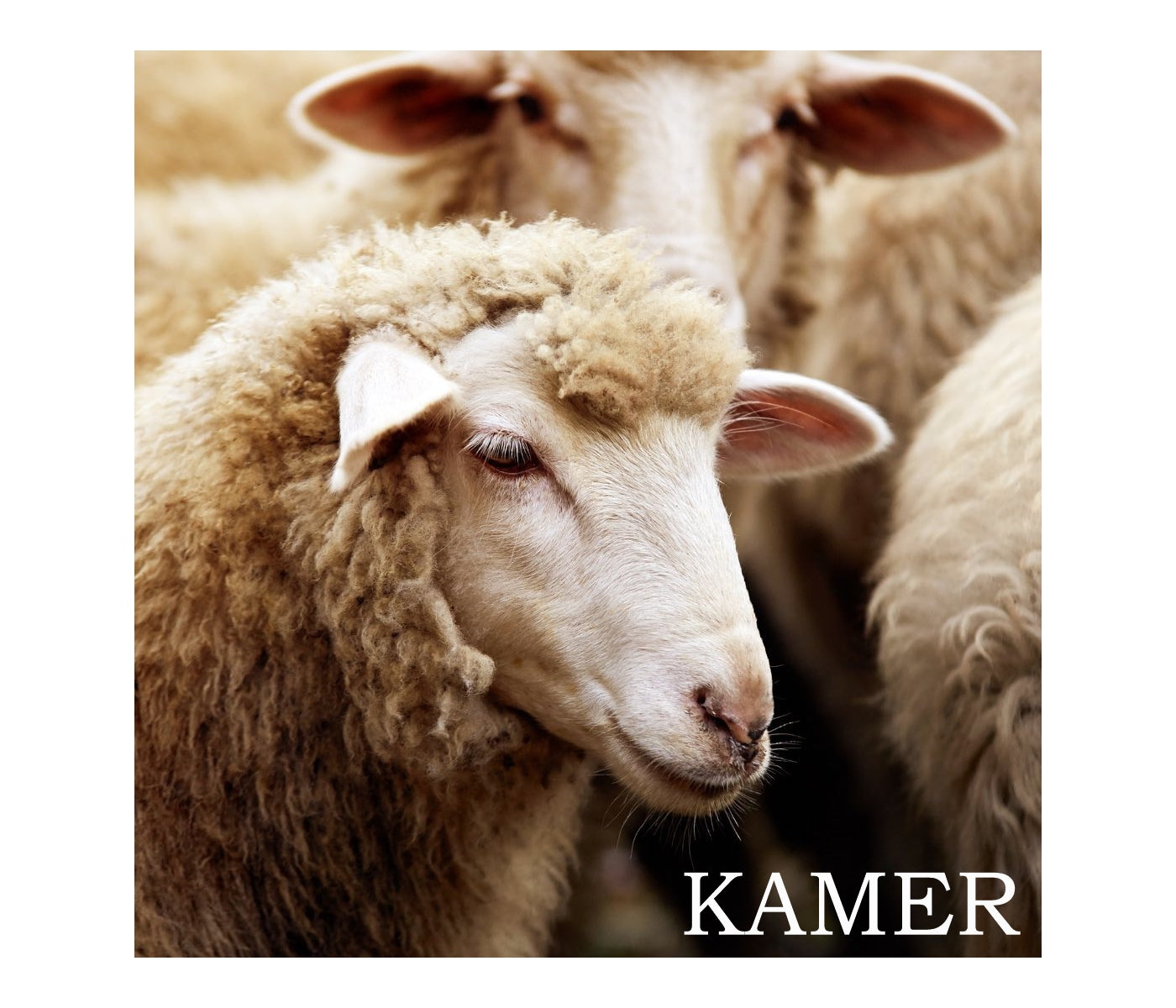 Kamer - Serrated Footrot Shears - Buy Online SPR Centre UK