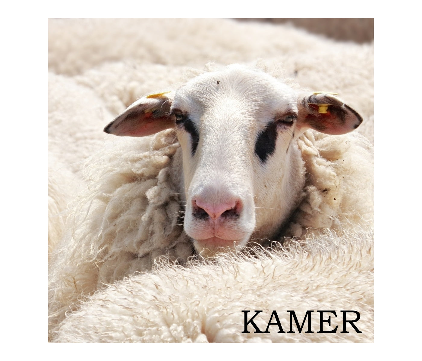 Kamer - Serrated Footrot Shears - Buy Online SPR Centre UK