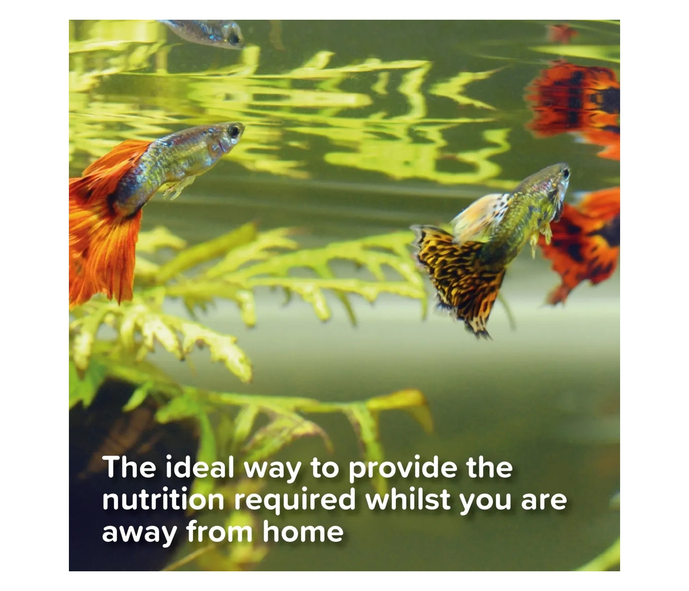 King British - Holiday Food Block - Buy Online SPR Centre UK