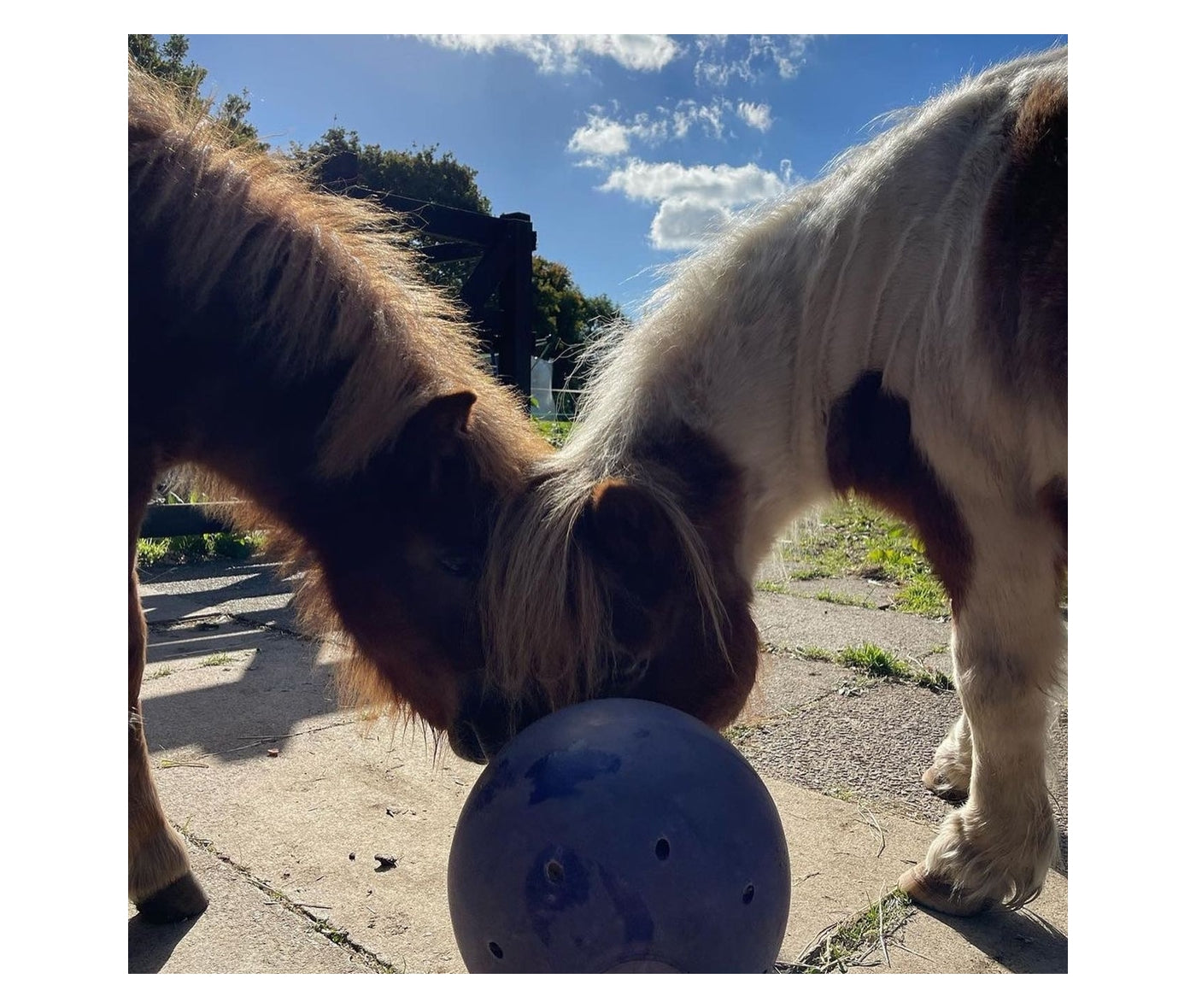 Likit Snak-a-Ball (Purple/Lilac) | Horse Treat Toy - Buy Online SPR Centre UK