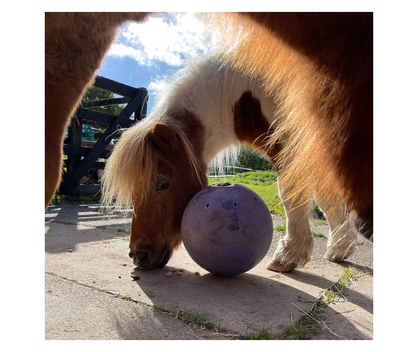 Likit Snak-a-Ball (Purple/Lilac) | Horse Treat Toy - Buy Online SPR Centre UK