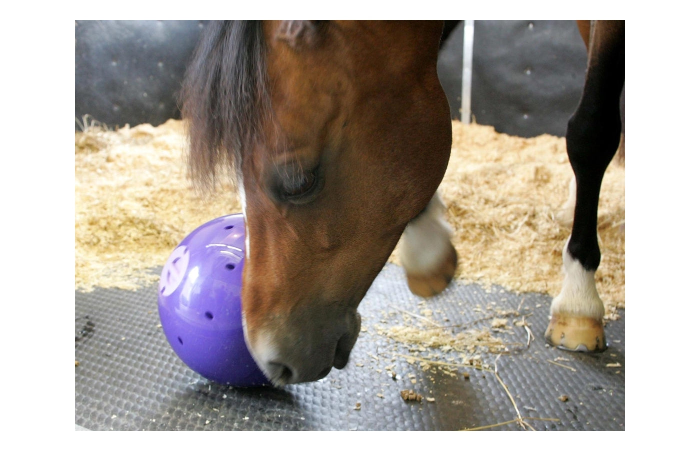 Likit Snak-a-Ball (Purple/Lilac) | Horse Treat Toy - Buy Online SPR Centre UK