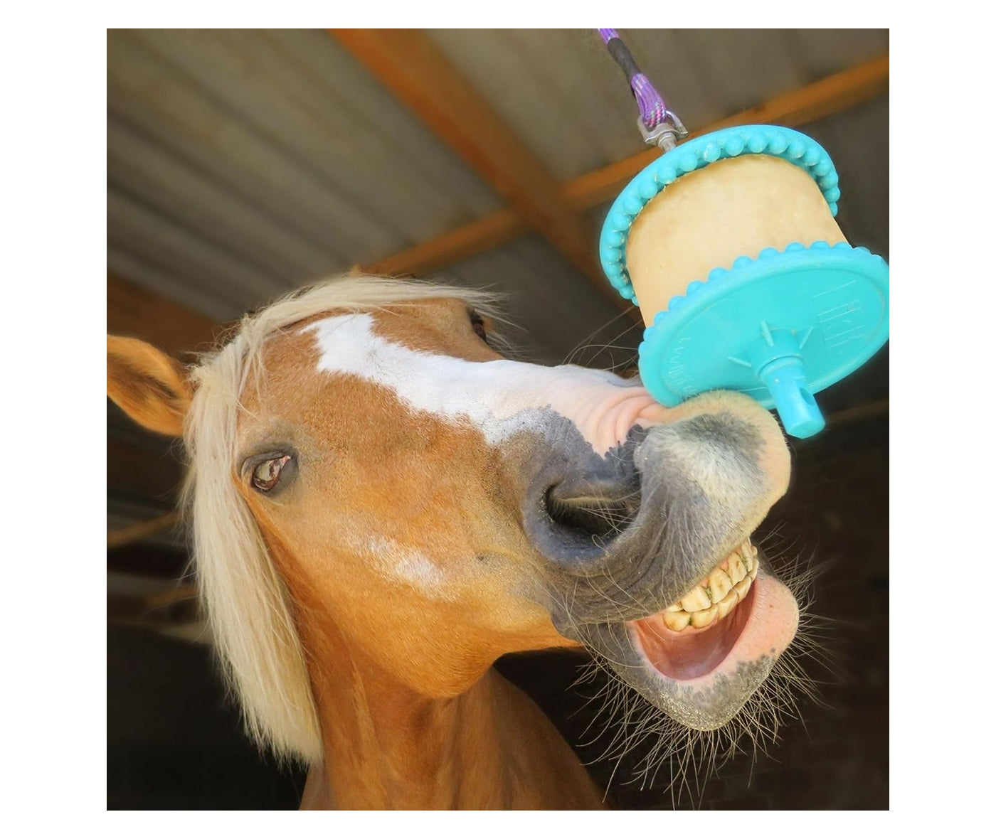 Likit - Banana Flavour Horse Treat - Buy Online SPR Centre UK