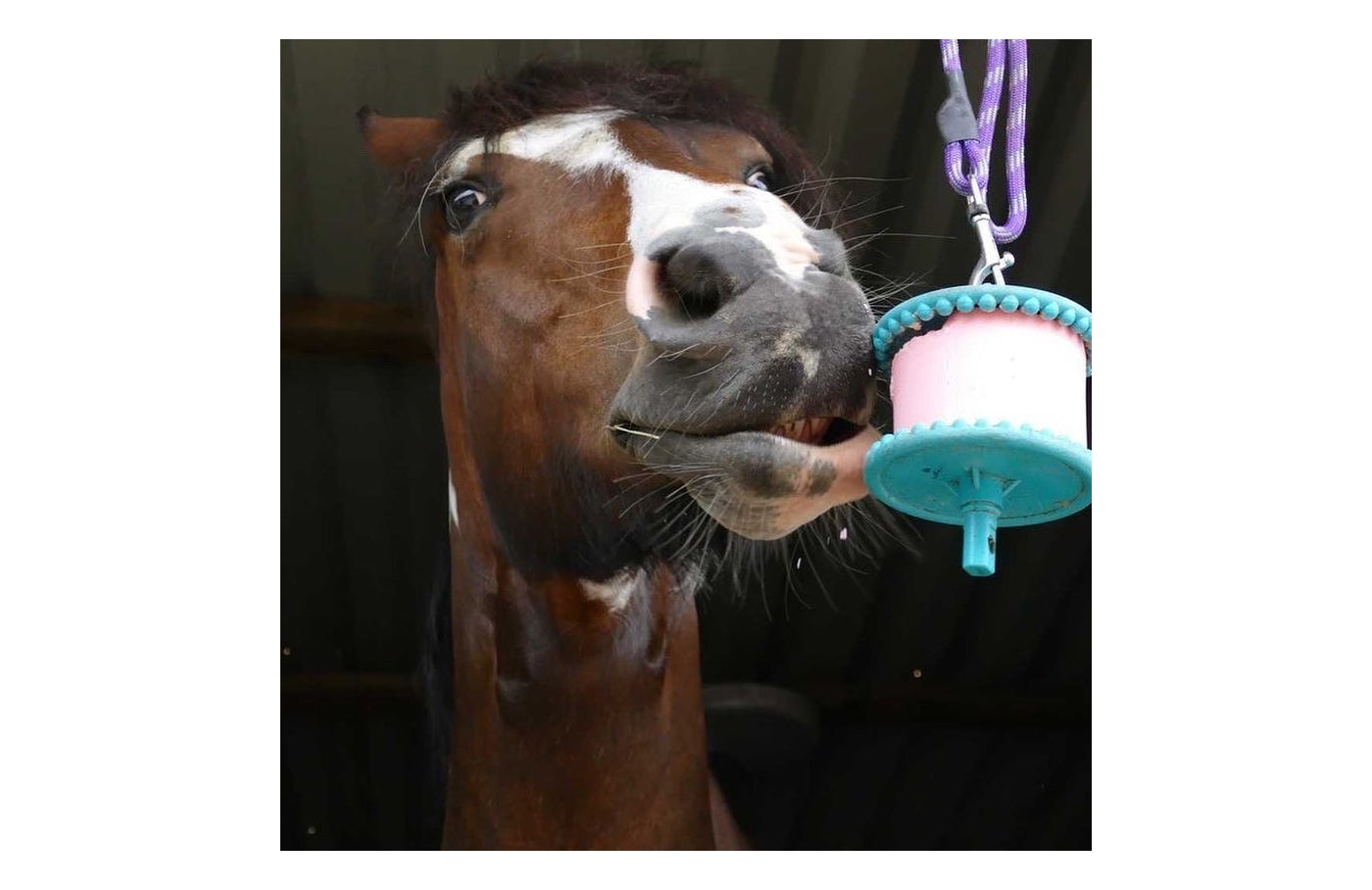 Likit - Banana Flavour Horse Treat - Buy Online SPR Centre UK