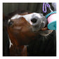 Likit - Banana Flavour Horse Treat - Buy Online SPR Centre UK