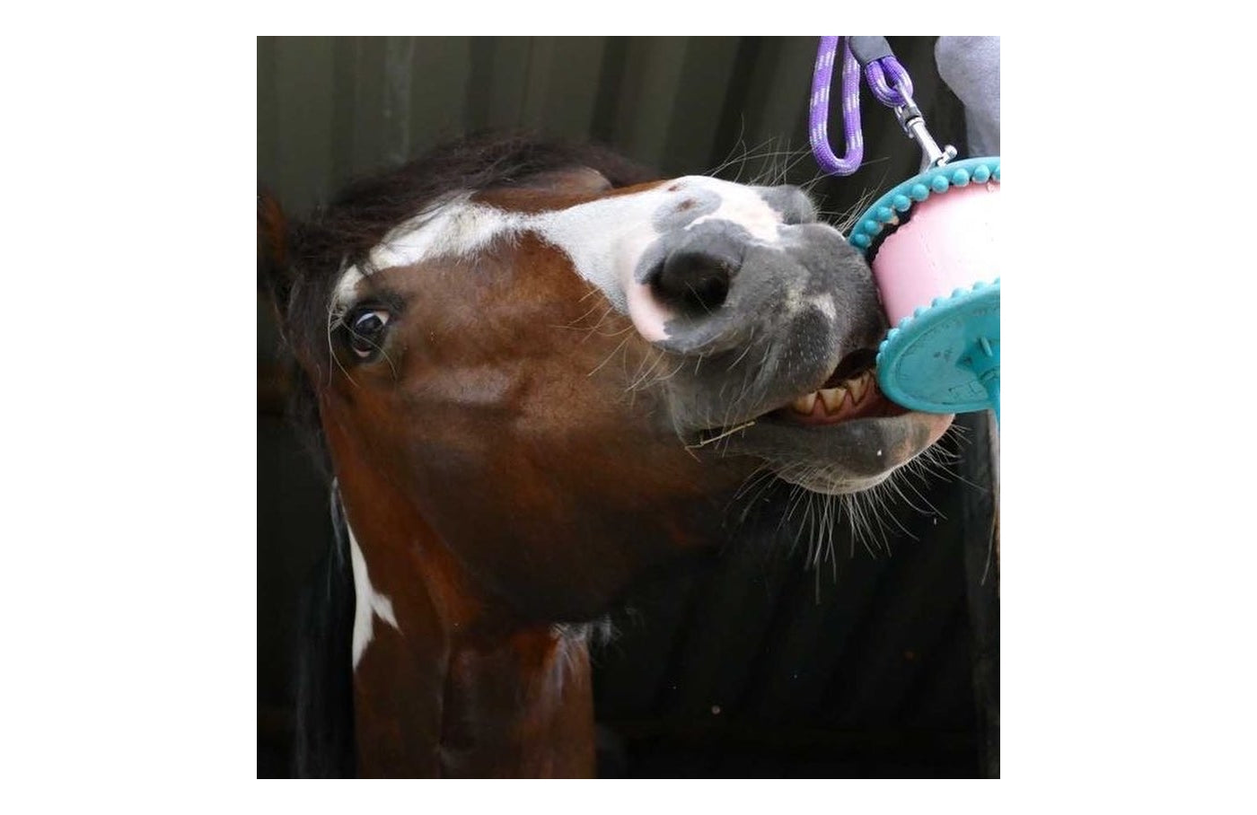 Likit - Banana Flavour Horse Treat - Buy Online SPR Centre UK
