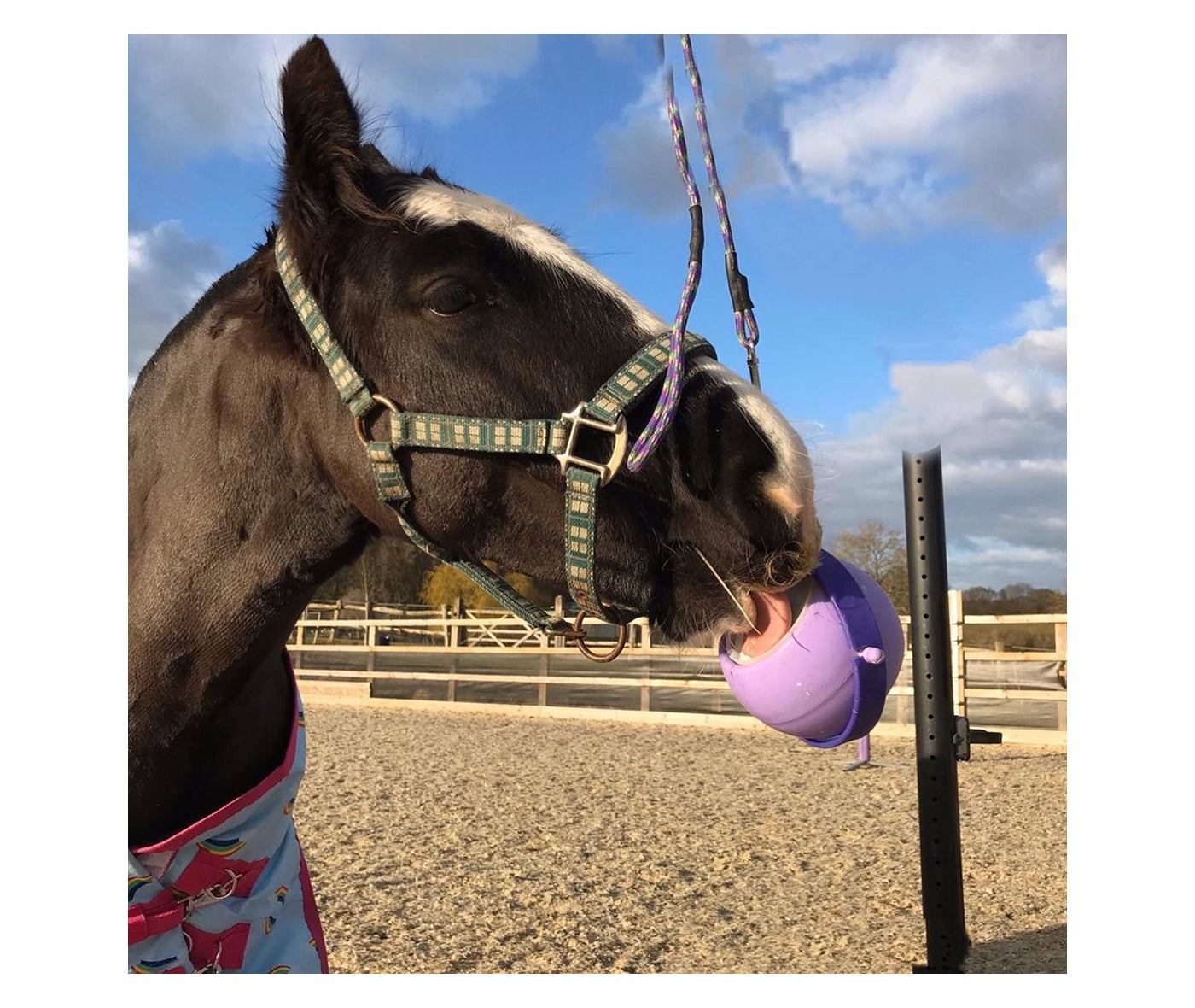 Likit - Boredom Buster | Horse Treat Toy - Buy Online SPR Centre UK