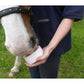 Little Likit - Carrot Flavour Horse Treat - Buy Online SPR Centre UK
