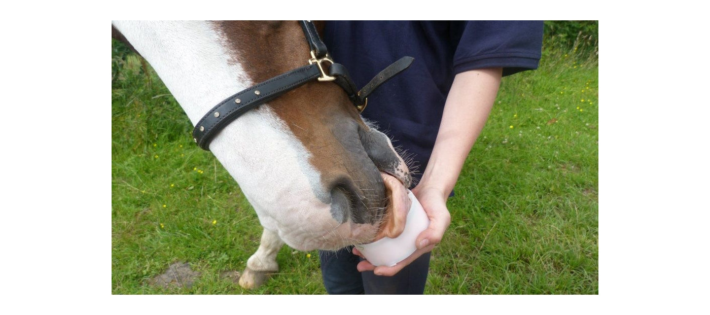 Little Likit - Mint Flavour Horse Treat - Buy Online SPR Centre UK