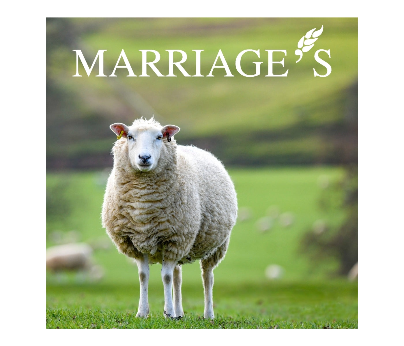 Marriage's - Ewe Care Cubes 20kg - Buy Online SPR Centre UK