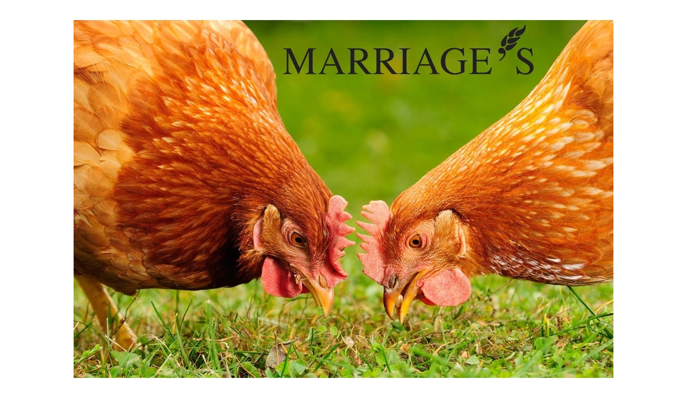 Marriage's - Cleaned Feed Wheat for Poultry 20kg - Buy Online SPR Centre UK