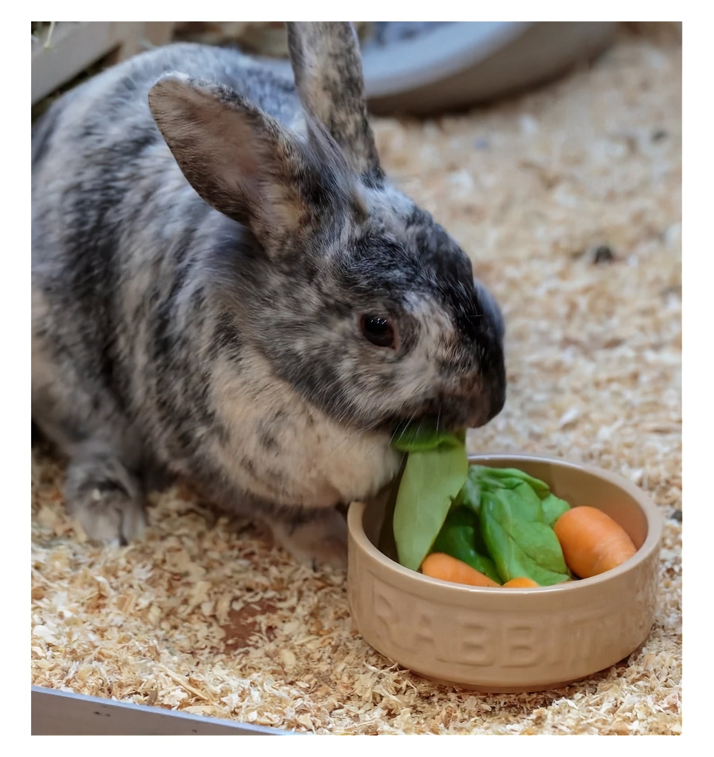 Mason Cash - Cane Lettered Rabbit Bowl 13cm - Buy Online SPR Centre UK