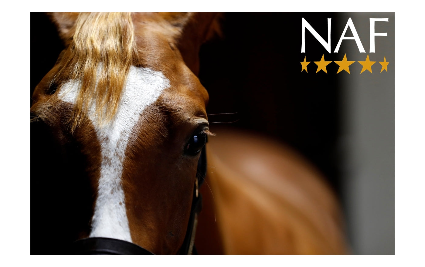 NAF Leather Quick Clean | Tack Care - Buy Online SPR Centre UK