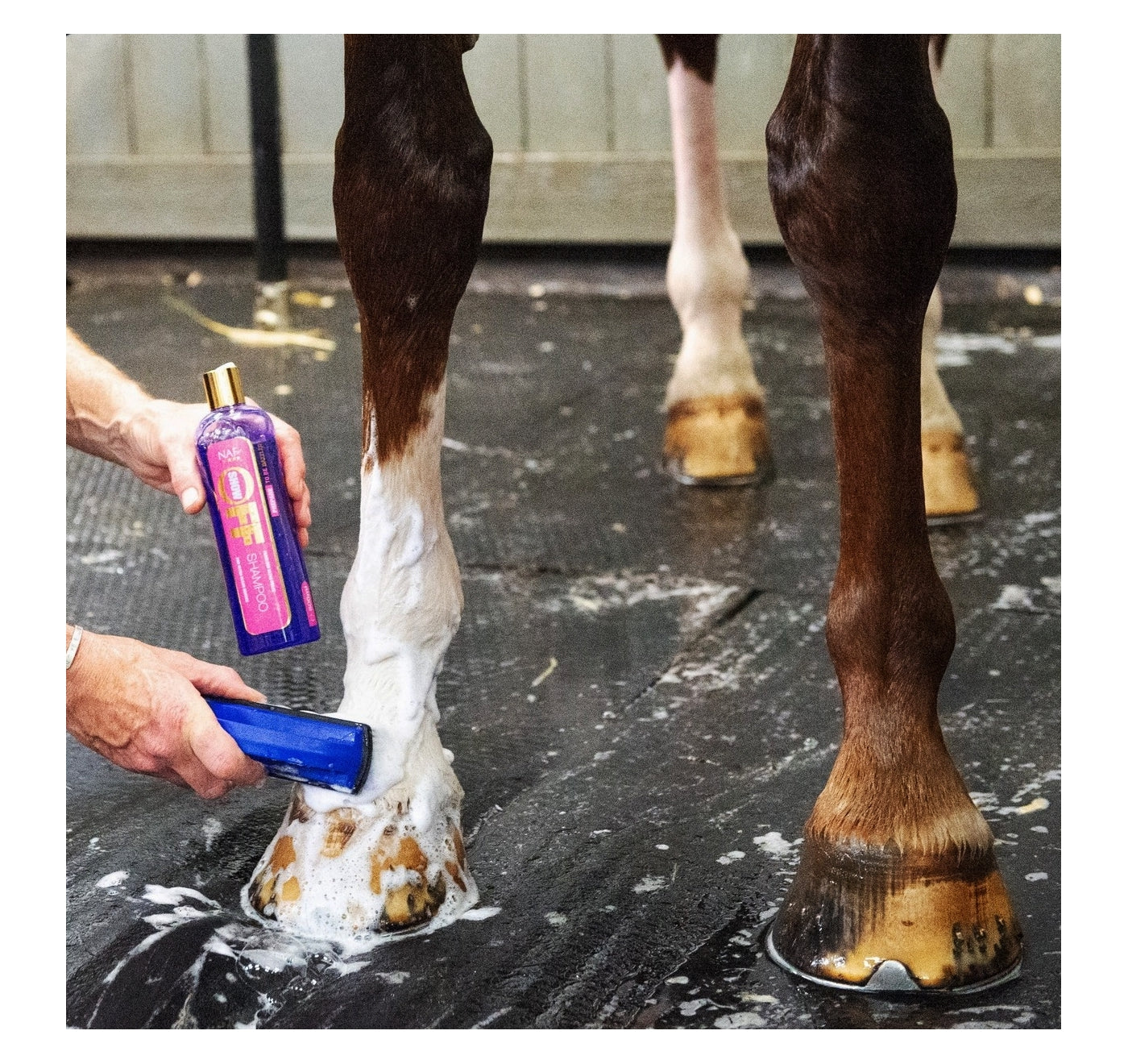 NAF - Show Off Shampoo | Horse Care - Buy Online SPR Centre UK