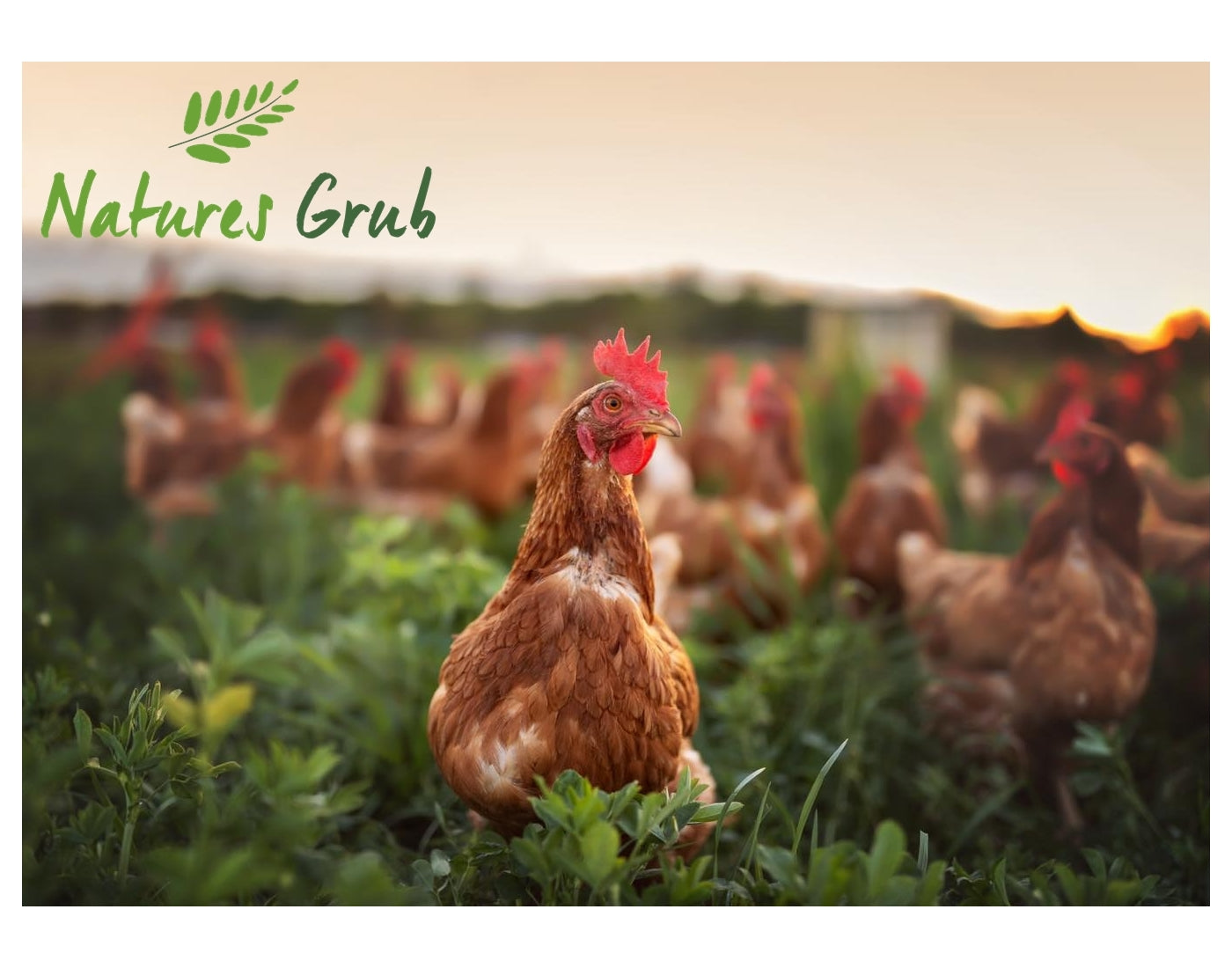 Natures Grub - Fruit & Berry Superfoods Treat - Buy Online SPR Centre UK