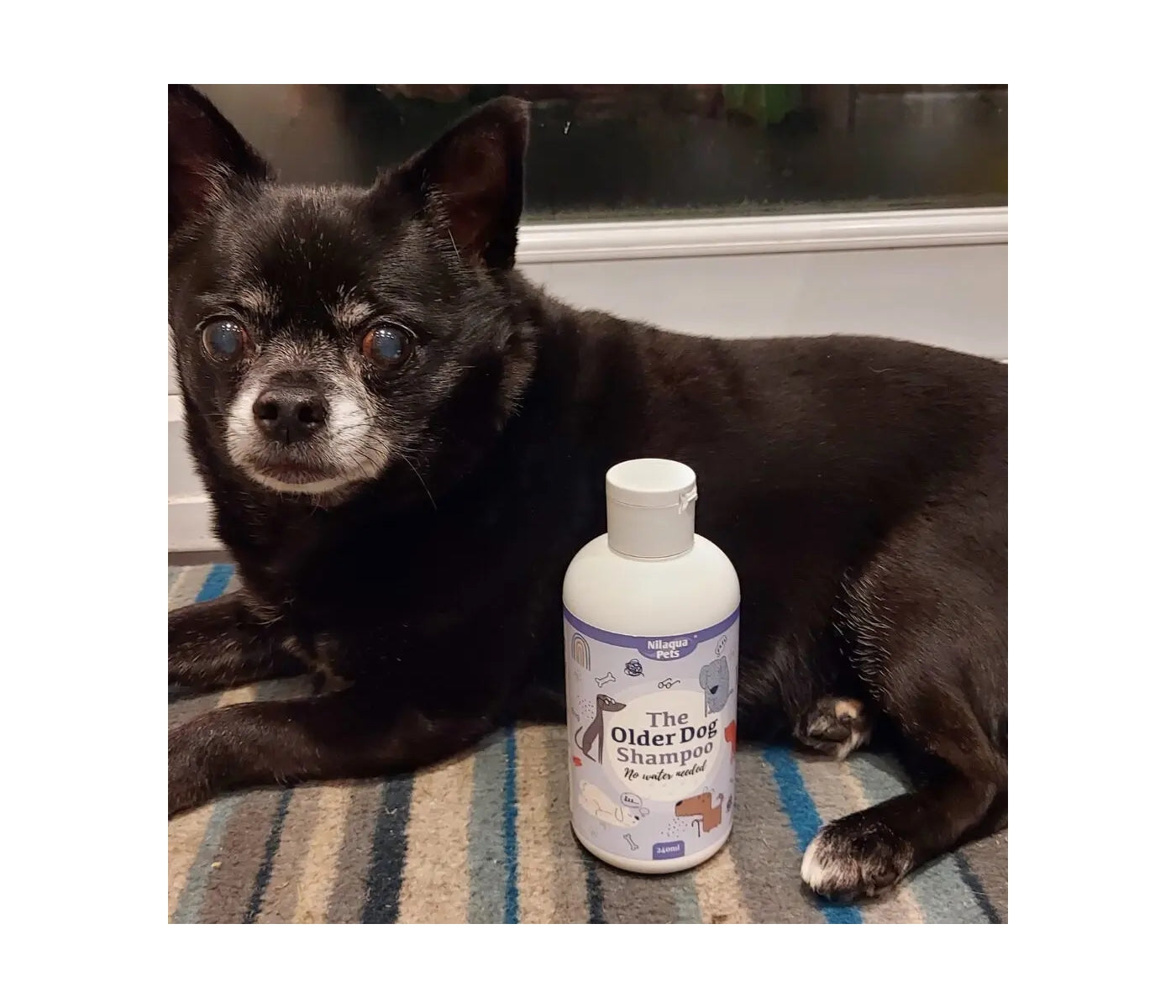 Nilaqua Pets - The Older Dog Shampoo 240ml - Buy Online SPR Centre UK