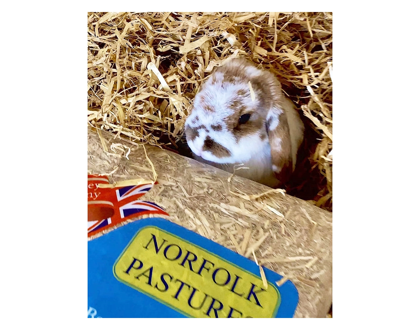 Norfolk Pastures - Dust Extracted Barley Straw 5kg - Buy Online SPR Centre