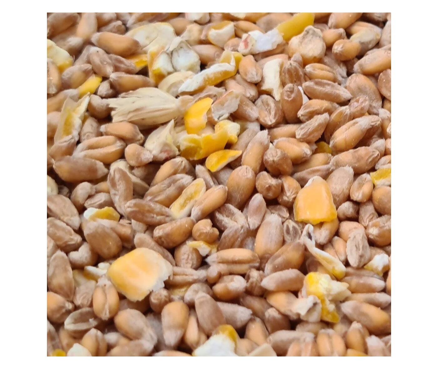 The Organic Feed Co. - Organic Mixed Corn 5kg - Buy Online SPR Centre UK
