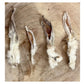 Paddock Farm - Hairy Rabbit Ears 500g - Buy Online SPR Centre UK