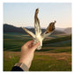 Paddock Farm - Hairy Rabbit Ears 500g - Buy Online SPR Centre UK