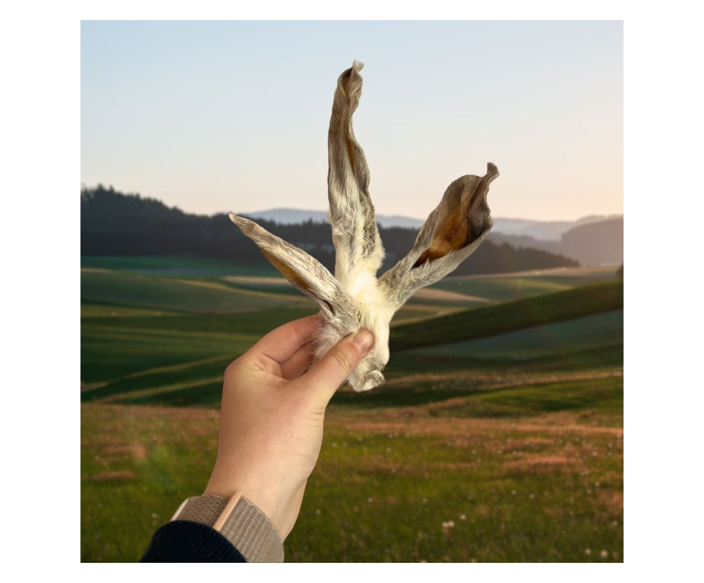 Paddock Farm - Hairy Rabbit Ears 500g - Buy Online SPR Centre UK