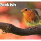 Peckish - Secret Garden Spiral Finch Feeder - Buy Online SPR Centre UK