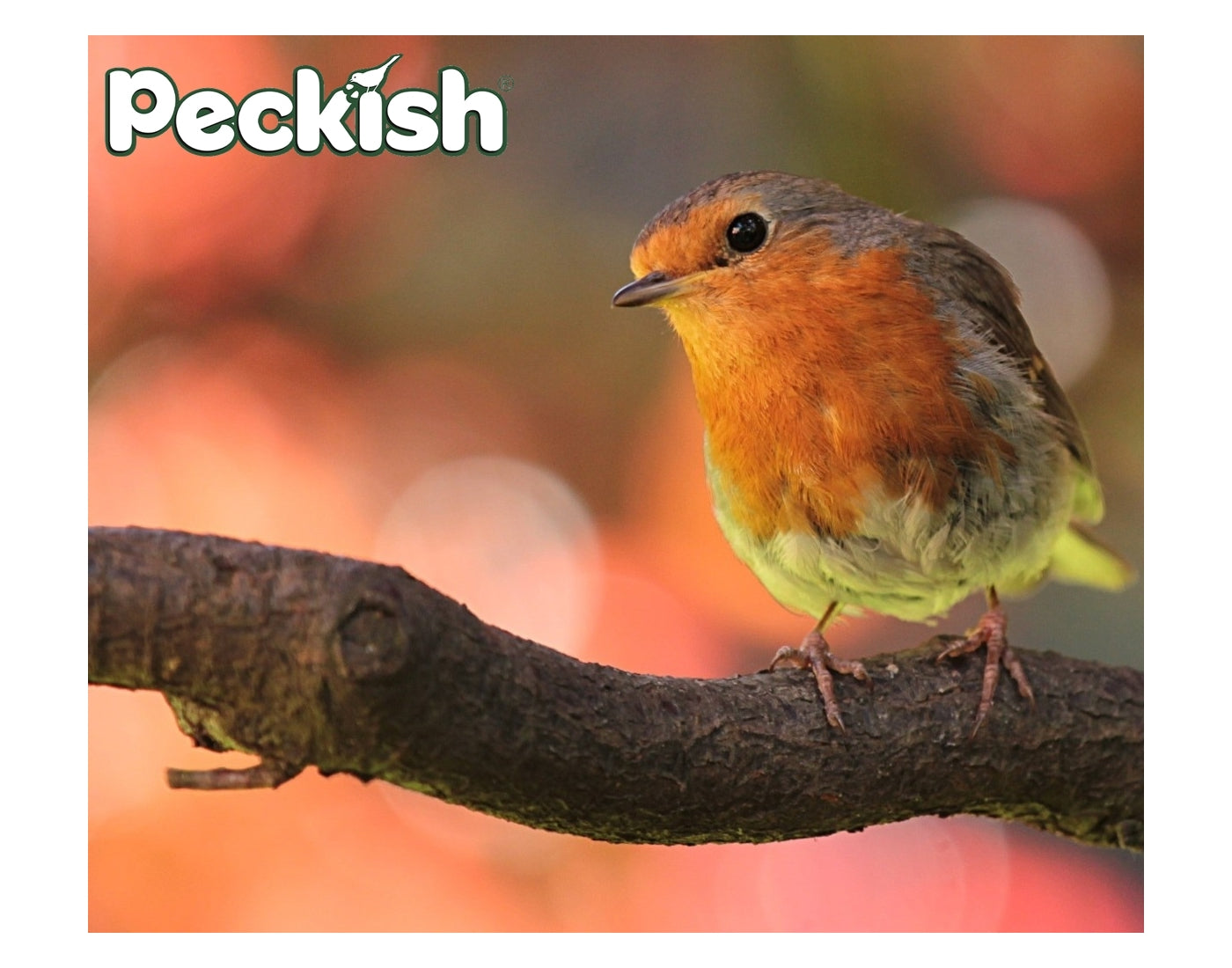 Peckish - Secret Garden Spiral Finch Feeder - Buy Online SPR Centre UK