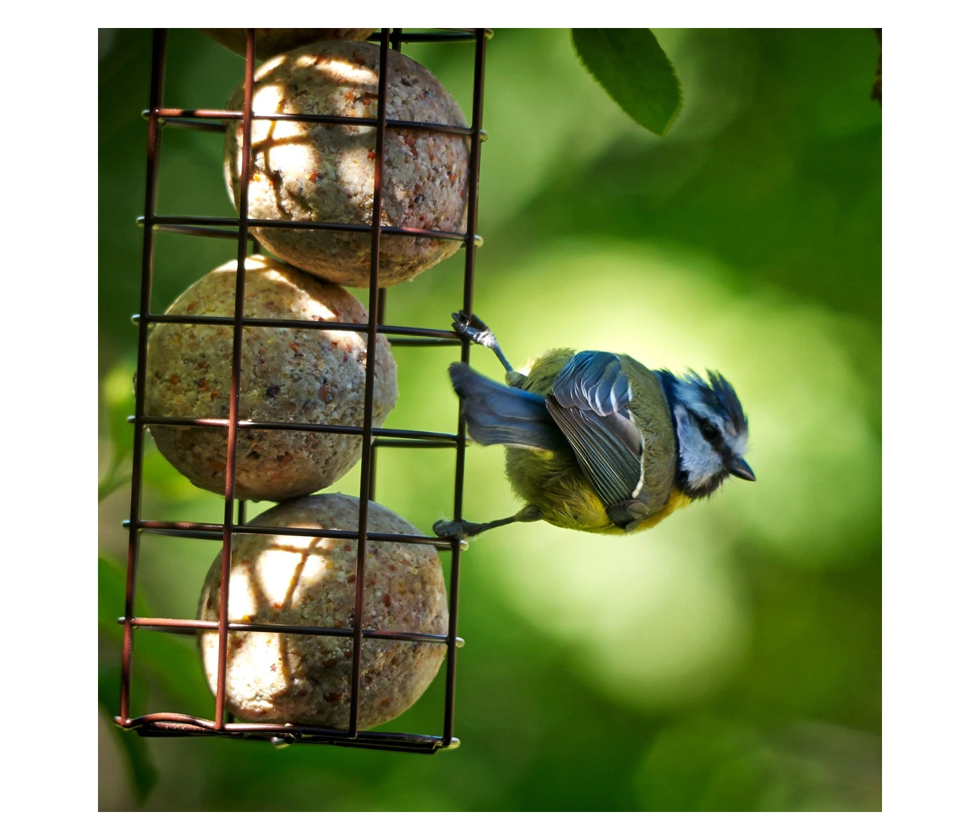 Peckish - Secret Garden Energy Ball Feeder - Buy Online SPR Centre UK