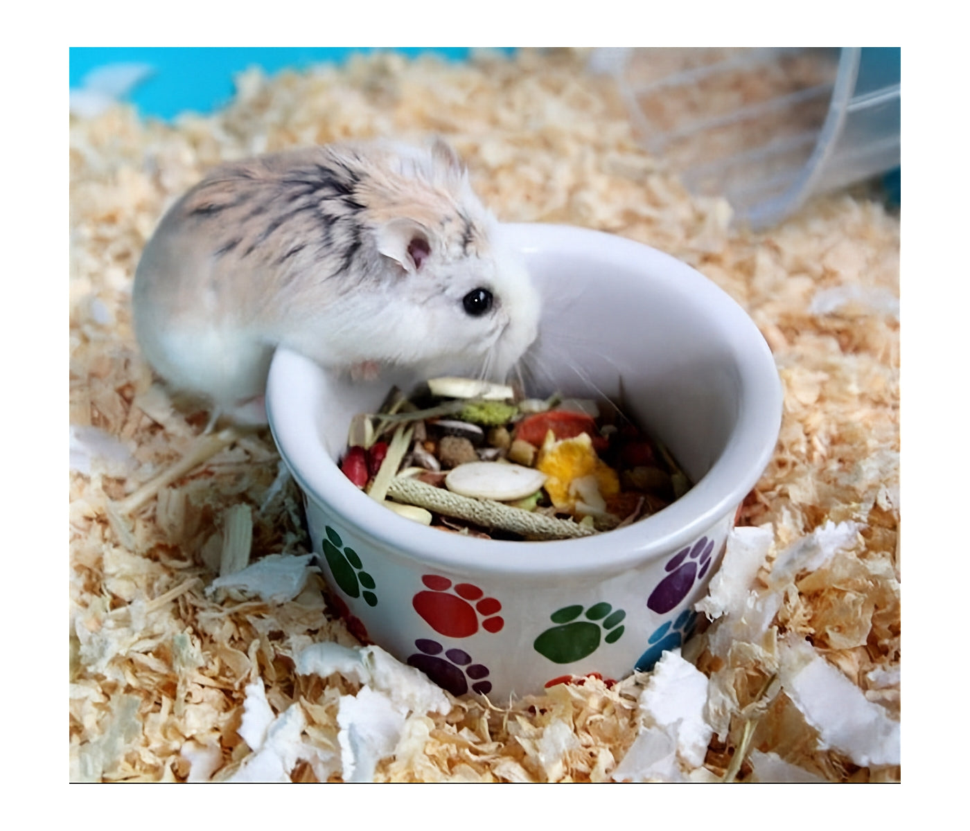 Pet Brands - Mini Mates Paw Print Small Animal Bowl - Buy Online SPR centre UK