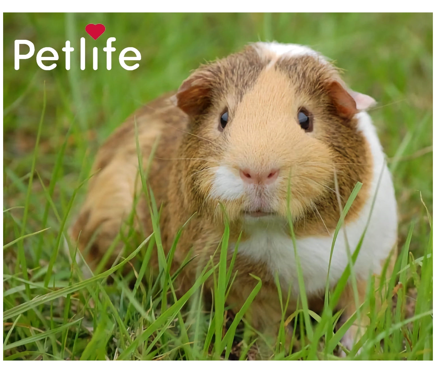 Pet Life - Safebed Paper Flakes 100g - Buy Online SPR Centre UK