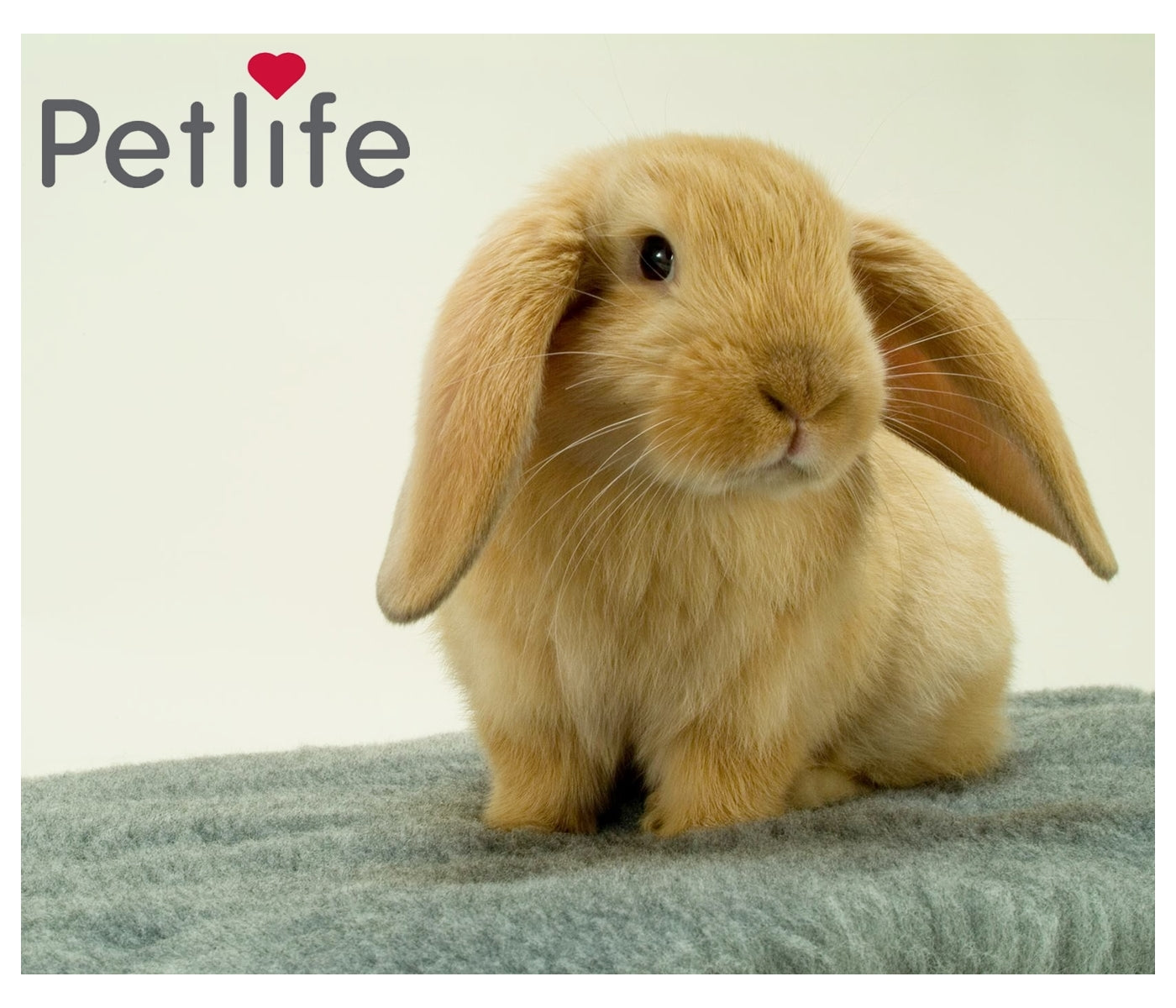 Pet Life - Safebed Paper Flakes 100g - Buy Online SPR Centre UK