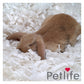 Petlife - Safebed Paper Wool Bedding 100g - Buy Online SPR Centre UK