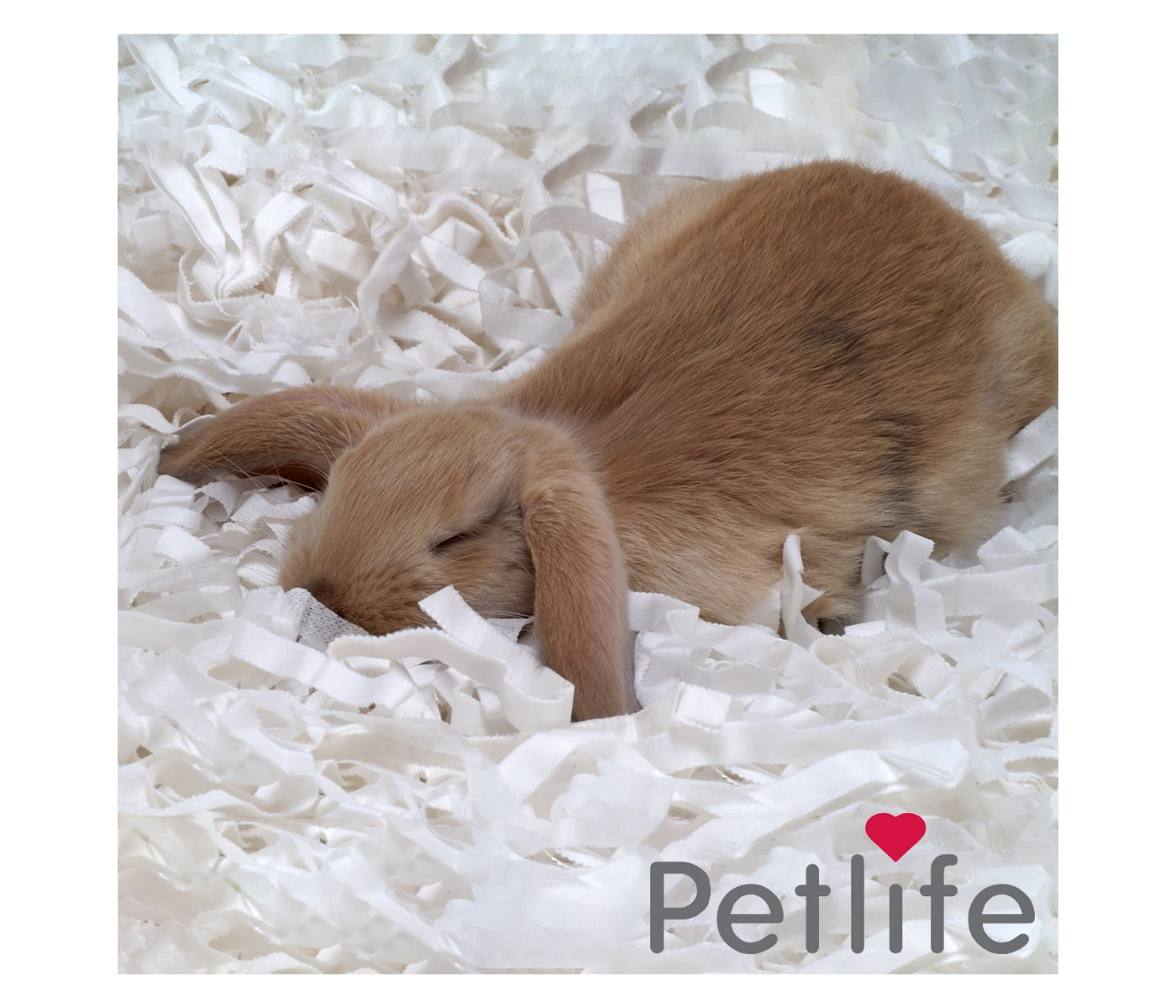 Petlife - Safebed Paper Wool Bedding - Carry Home Bag - Buy Online SPR Centre UK