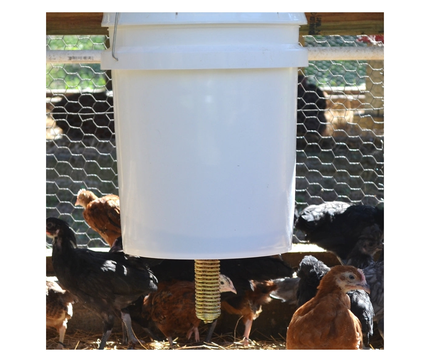 'Poultry Pecker' Spring Feeder for Chickens - Buy Online SPR Centre UK