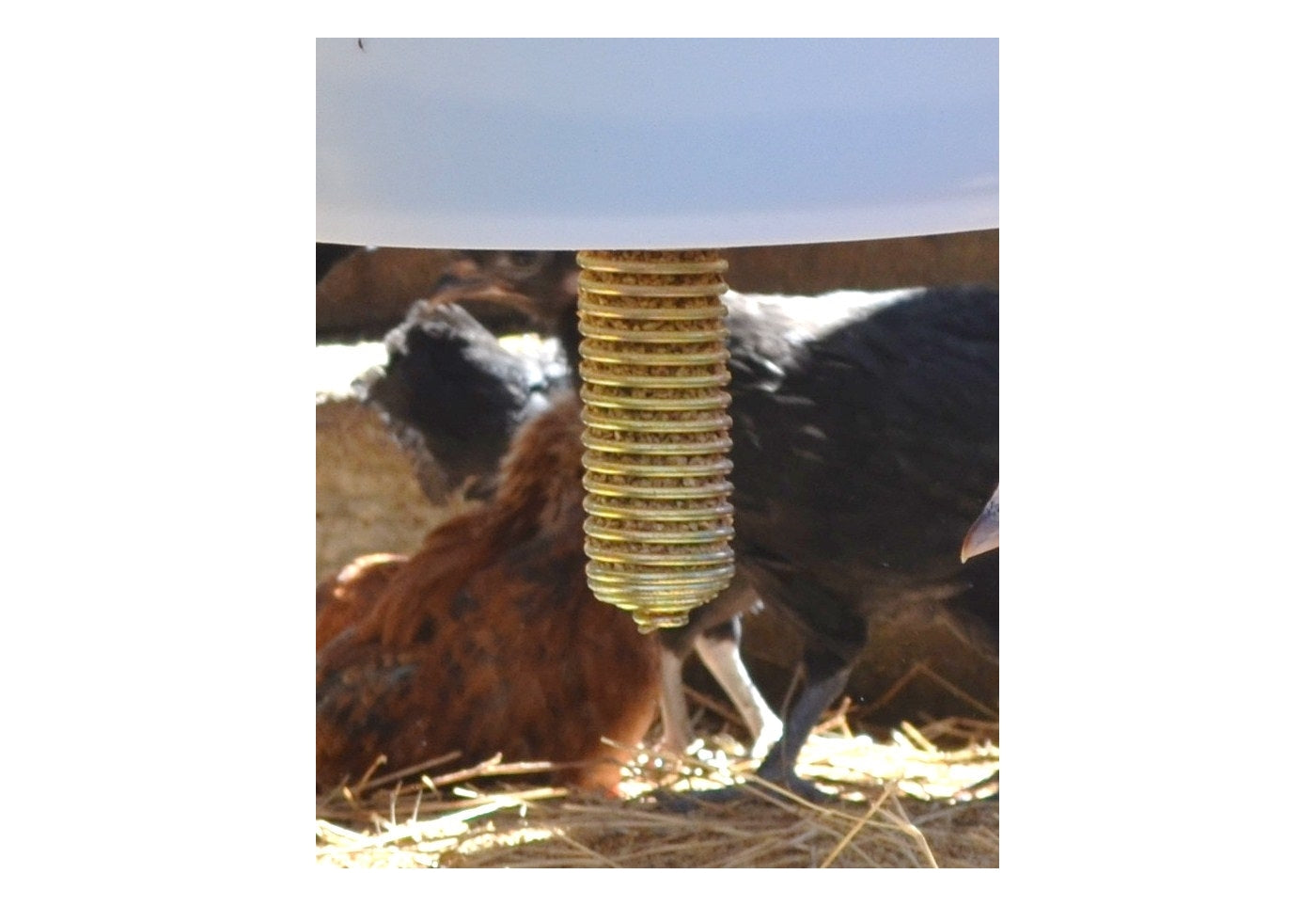 'Poultry Pecker' Spring Feeder for Chickens - Buy Online SPR Centre UK