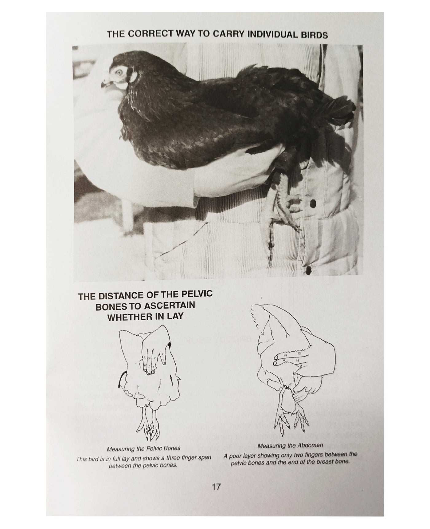 Poultry for the Garden (Paperback Book) - Buy Online SPR Centre UK