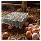 100% Recycled Fibre Egg Boxes - Layer of 3 Boxes - Buy Online SPR Centre UK