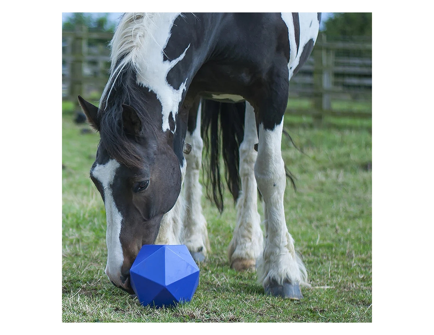 Red Gorilla - Dripfeed (Blue) | Horse Treat Toy - Buy Online SPR Centre UK