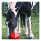 Red Gorilla - Dripfeed (Red) | Horse Treat Toy - Buy Online SPR Centre UK
