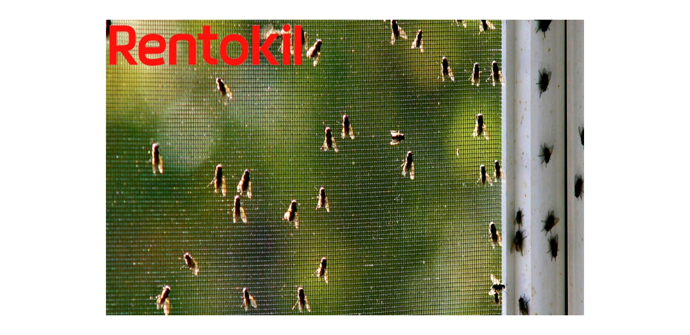 Rentokil - Fly and Wasp Killer Spray - Buy Online SPR Centre UK