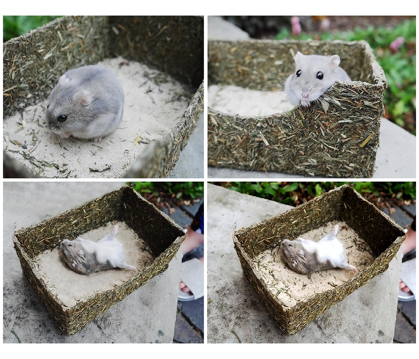 Rosewood Naturals - Rollin' Rodent Sand Bath - Buy Online SPR Centre UK