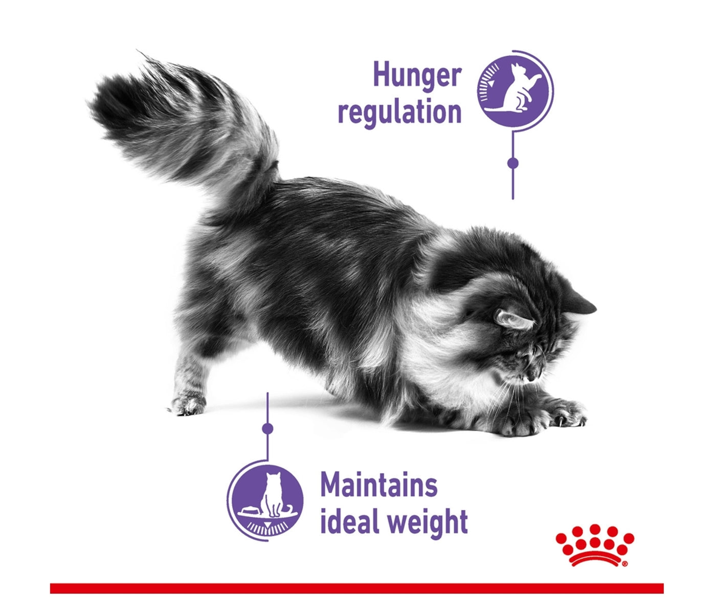 Royal Canin - Appetite Control 2kg - Dry Cat Food - Buy Online SPR Centre UK