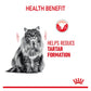 Royal Canin Dental Care 1.5kg - Dry Cat Food - Buy Online SPR Centre UK